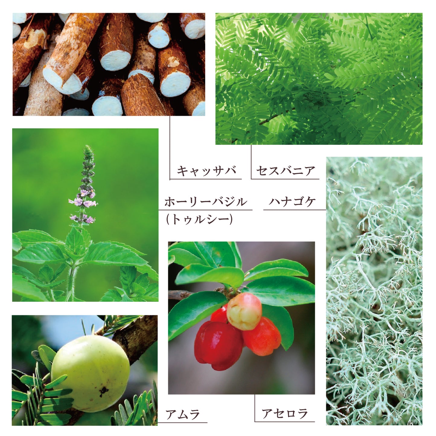 Botanical Blessings
